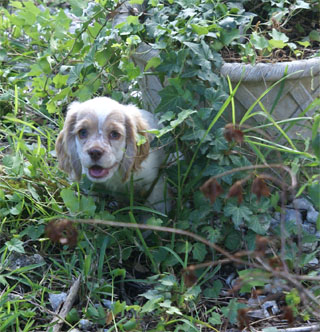 ivy